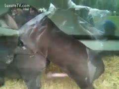 Exclusive movie scene of 2 large beasts fucking in this zoo sec clip